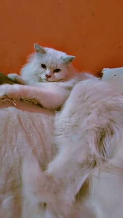 Persian Pure cat for sale