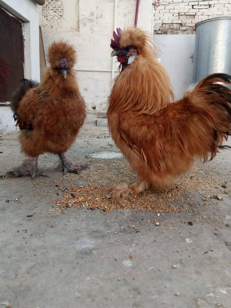 2 Golden Silkie Males for Sale (urgent) 1