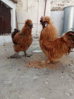 2 Golden Silkie Males for Sale (urgent) 0