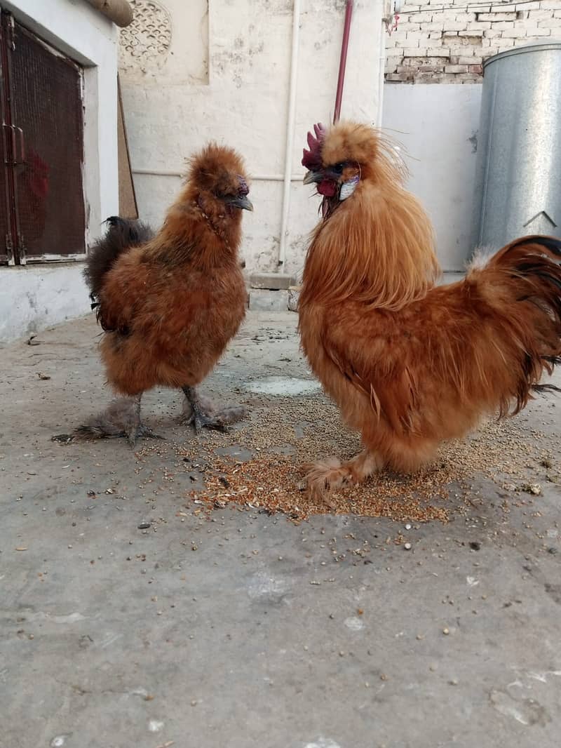 2 Golden Silkie Males for Sale (urgent) 2
