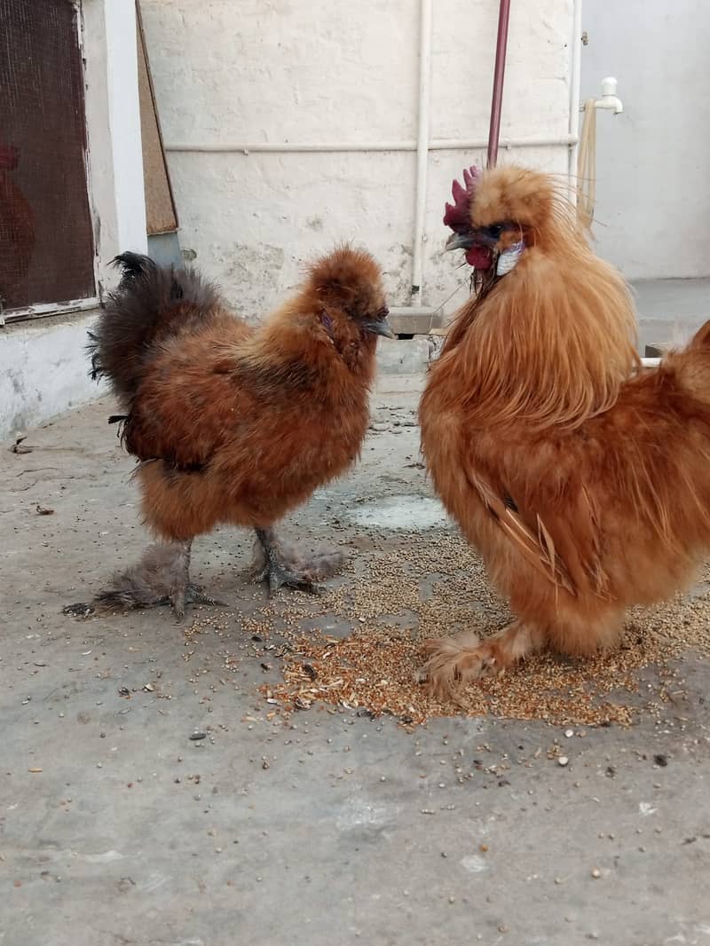 2 Golden Silkie Males for Sale (urgent) 3