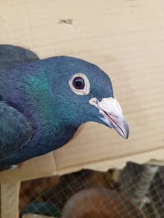 Male pigeon for Sale