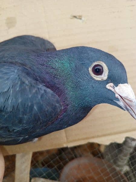 Male pigeon for Sale 1