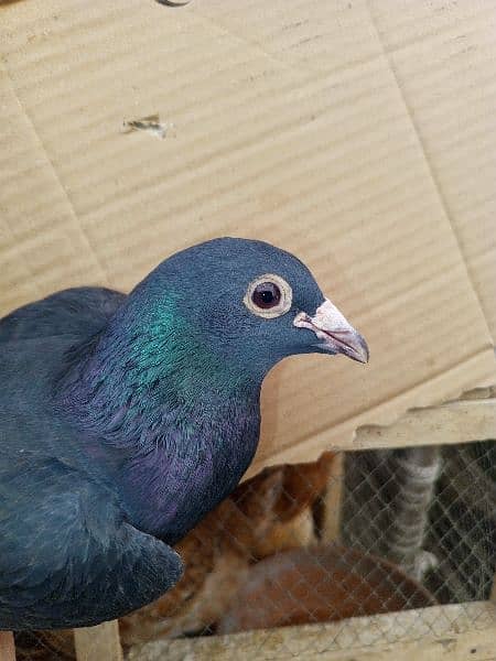 Male pigeon for Sale 2