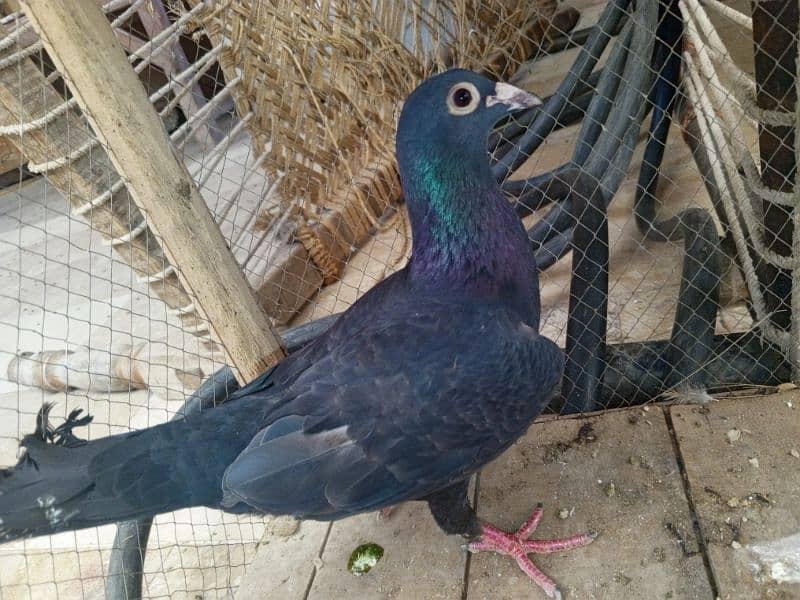 Male pigeon for Sale 3