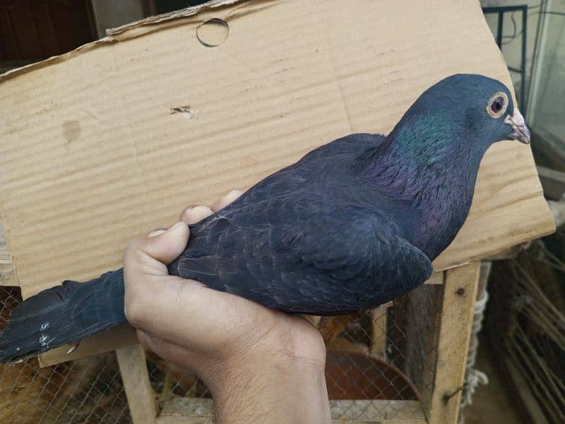 Male pigeon for Sale 4