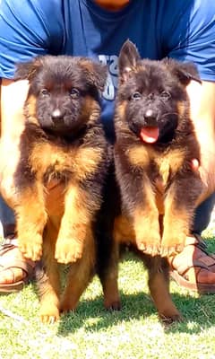 German Shepherd | Long Coat puppy | Dog For Sale | GSD