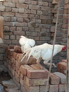Heera Pair fertile Eggs available in Multan Cargo available