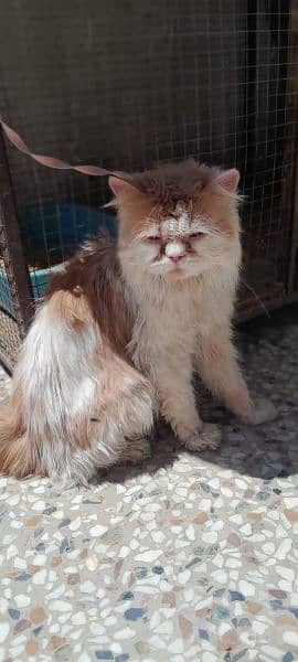 Persian cats Available for sale 2