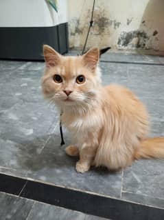 Persian cat male for sale his age is 1 year contact me 03355007618