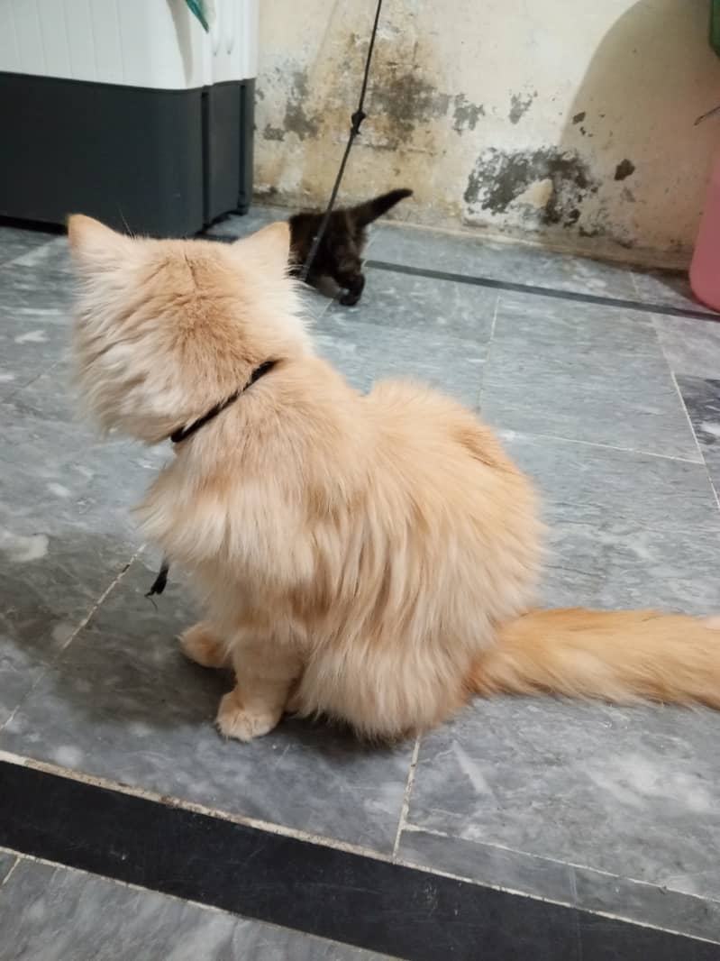 Persian cat male for sale his age is 1 year contact me 03355007618 1