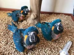 belu golden macaw parrot available ha Whatsapp please 0335/1088291