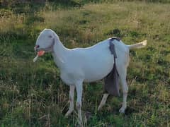 Pure Rajanpuri goat bakri