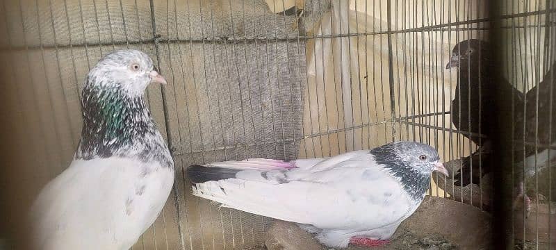 pigeons 18