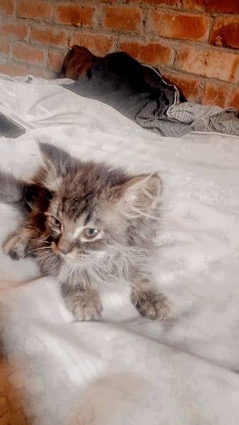 pure Persian kitten 1