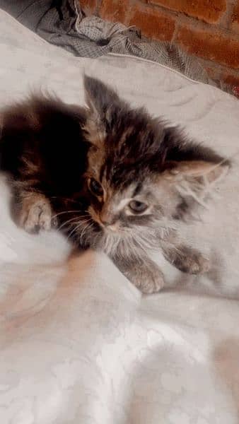 pure Persian kitten 2