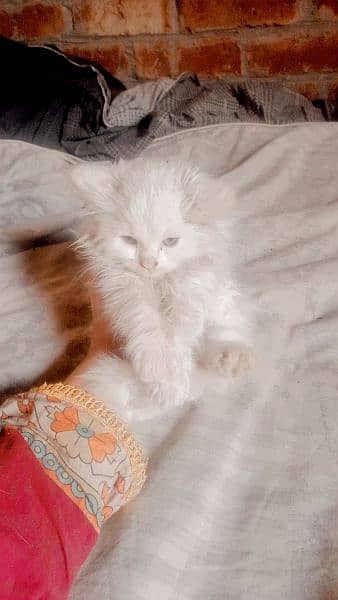 pure Persian kitten 4