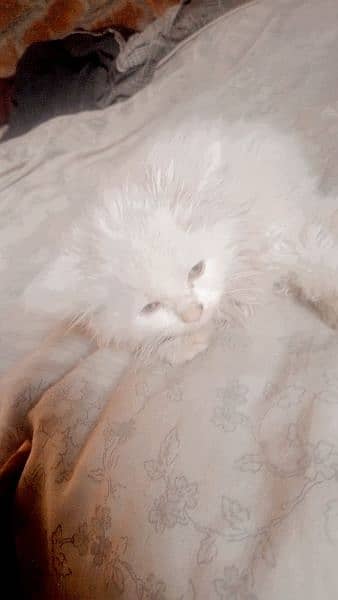 pure Persian kitten 6