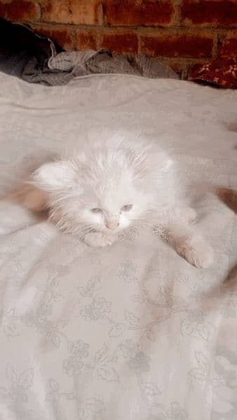 pure Persian kitten 7
