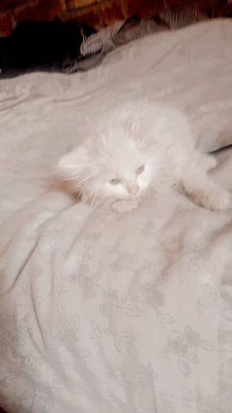 pure Persian kitten 9