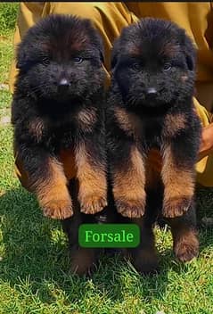 German shepherd puppies proper long coat pair for sale available