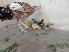 One week aseel chicks ,