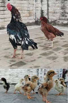 Aseel Mianwali Chicks