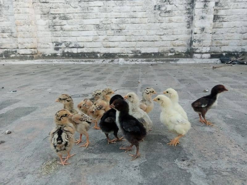 Aseel Mianwali Chicks 2