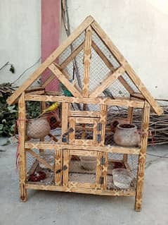 Australin parrot Bry sale and parrot House