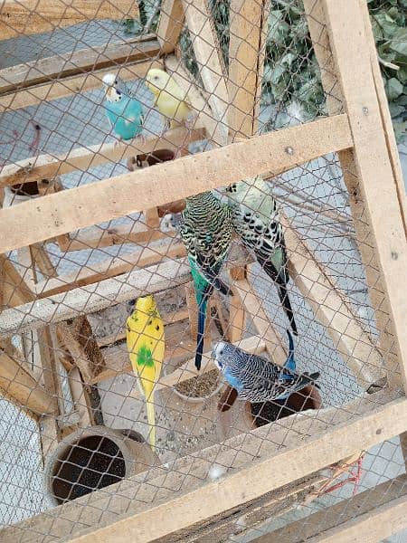 Australin parrot Bry sale and parrot House 3