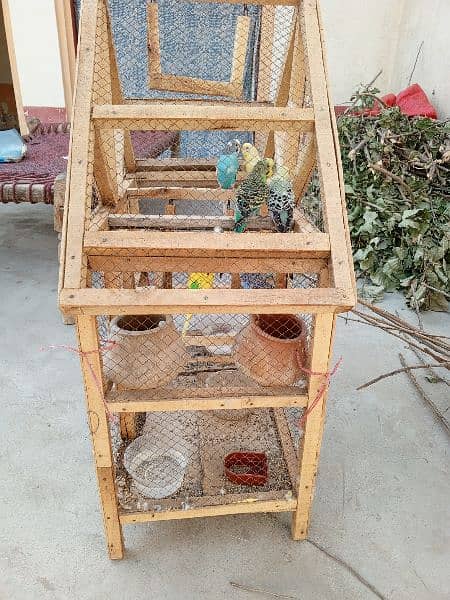 Australin parrot Bry sale and parrot House 4
