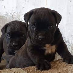 cancorso pup's available for sale from imported parents pup's non ped