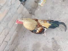 Aseel murgh for sale 0