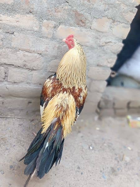Aseel murgh for sale 1
