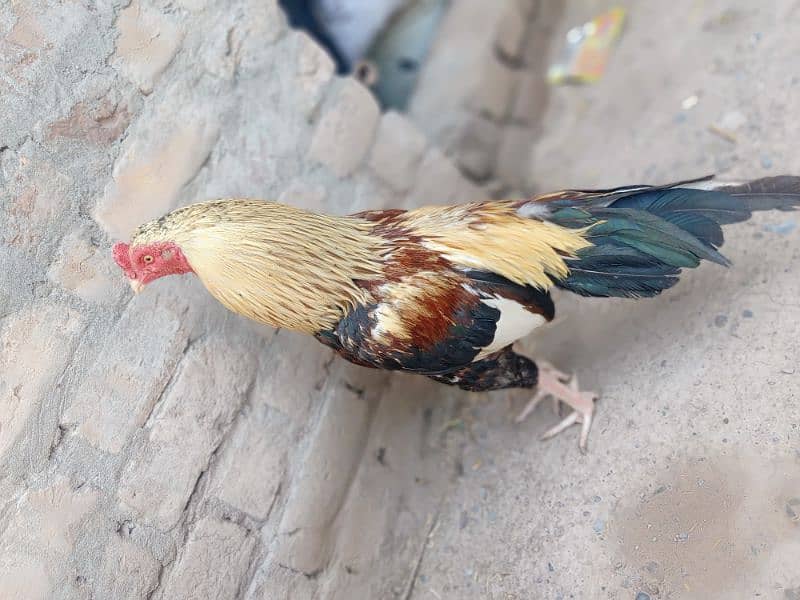 Aseel murgh for sale 2