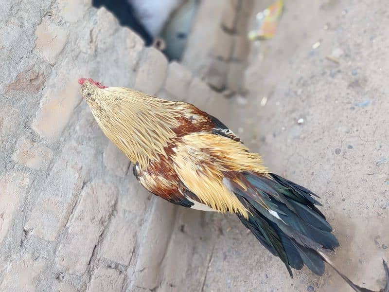 Aseel murgh for sale 3