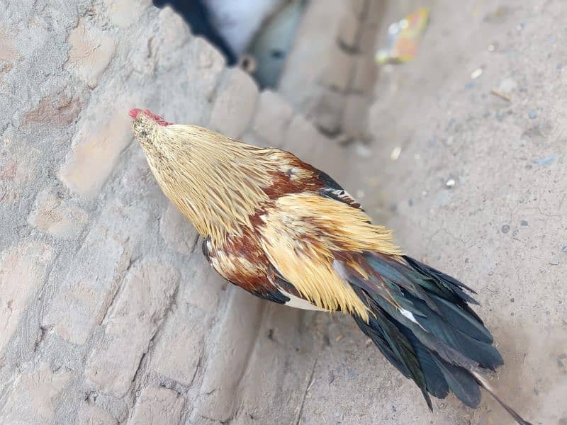 Aseel murgh for sale 4