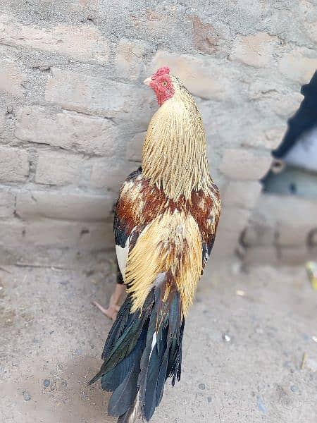 Aseel murgh for sale 5