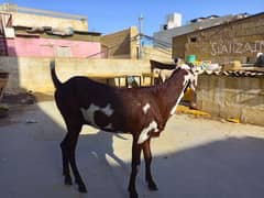 Beetal Bakri (betal Goat)