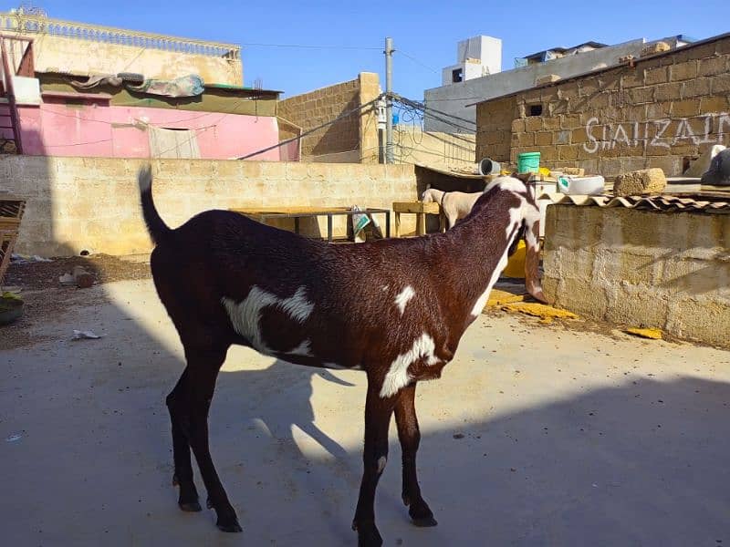 Beetal Bakri (betal Goat) 0