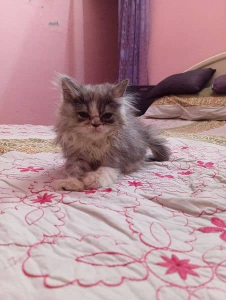 Persian punch face kitten 1