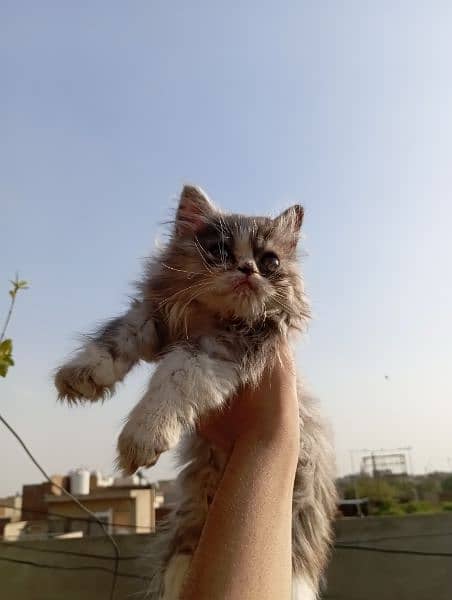 Persian punch face kitten 3