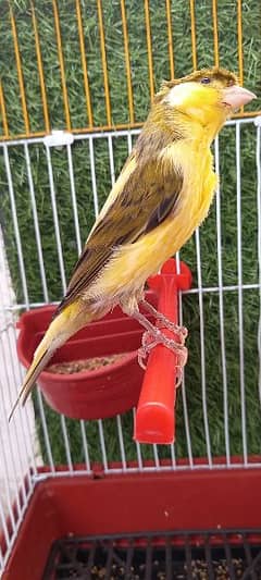 super singing canary male for sale
