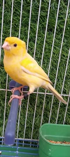 nonstop singing canary male for sale