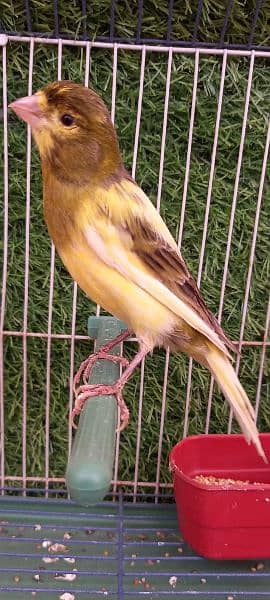 super singing canary male for sale 2
