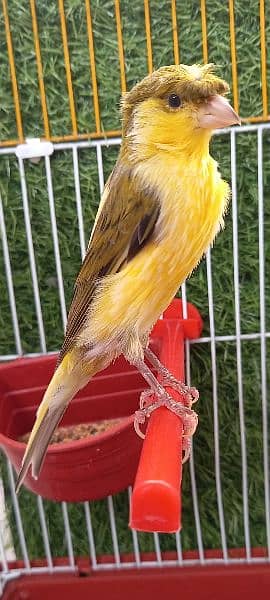super singing canary male for sale 3
