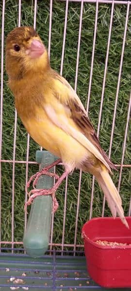 super singing canary male for sale 4