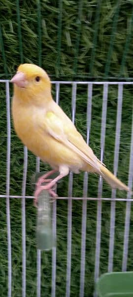 super singing canary male for sale 6
