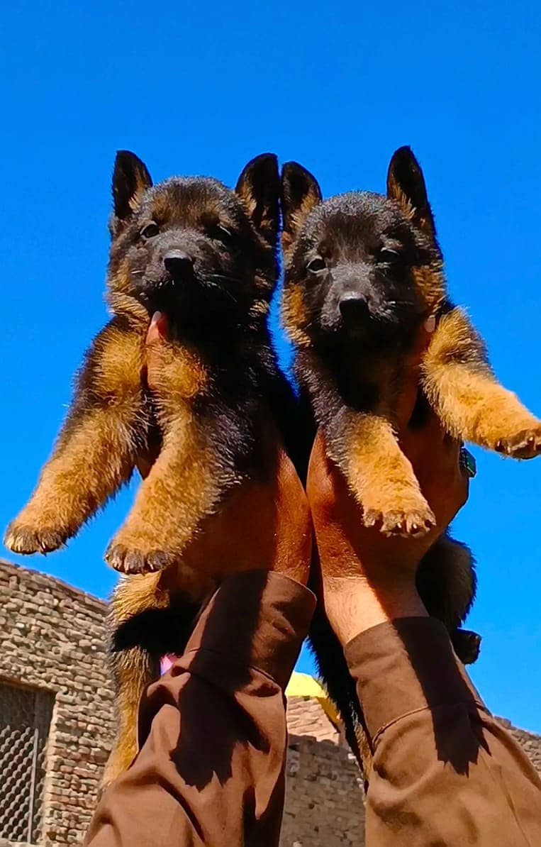 Black German Shepherd long coat puppy /GSD/ GSD for sale 0