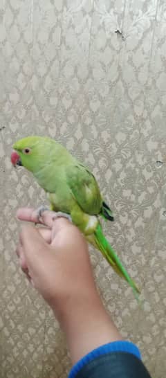 handtame and talking parrot for sale